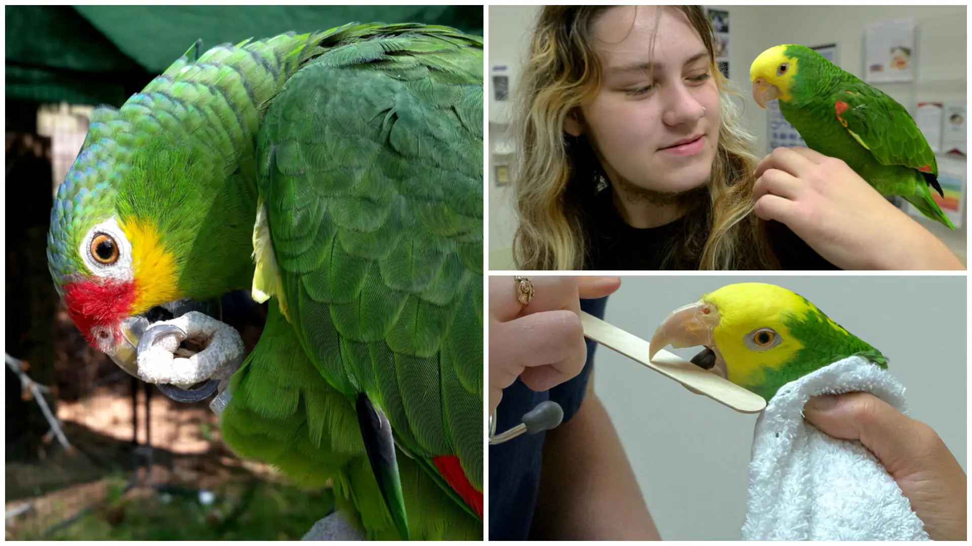 Dr. Marcie Logsdon used her own red-lored Amazon parrot, Oliver (pictured far left), as a blood donor for Zinnia.