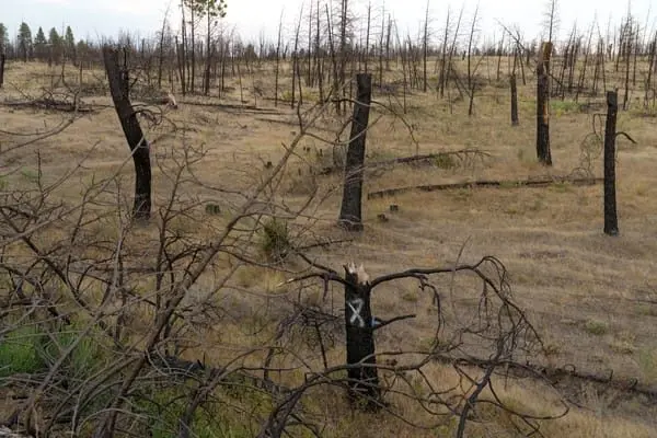 A burned tree along the Palouse to Cascades State Park Trail.  (Ted S. Warren for Cascade PBS)