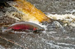 A returning coho salmon at the Suquamish Tribe’s Grovers Creek Hatchery in Poulsbo. (Photo by K. King/USFWS.)