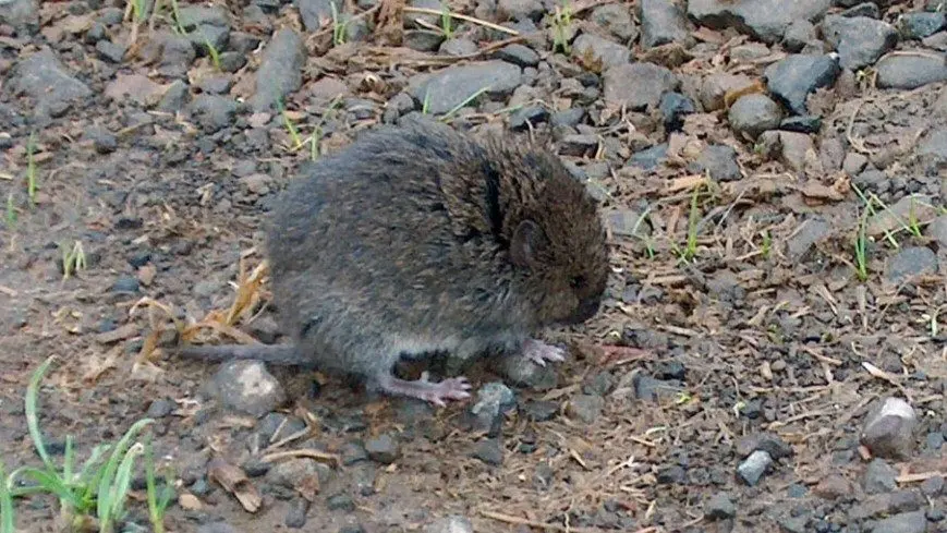 A western Red-backed Vole found on the Oregon coast in December 2005. A forest dweller, the Western Red-backed Vole lives along the coast and at lower elevations in Douglas-fir, western hemlock, and Sitka spruce forests. (Oregon Department of Fish and Wildlife/Flickr)
