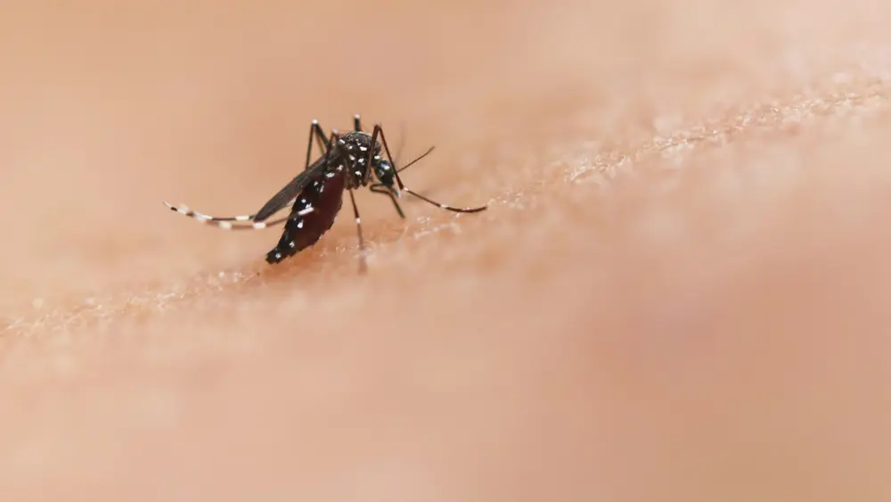 Photo by National Institute of Allergy and Infectious Diseases on Unsplash