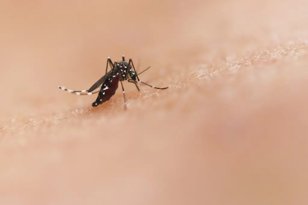 Photo by National Institute of Allergy and Infectious Diseases on Unsplash