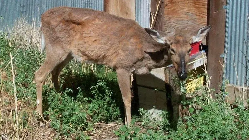 By Terry Kreeger, Wyoming Game and Fish and Chronic Wasting Disease Alliance. - https://www.usgs.gov/media/images/deer-chronic-wasting-disease, Public Domain, https://commons.wikimedia.org/w/index.php?curid=162094899