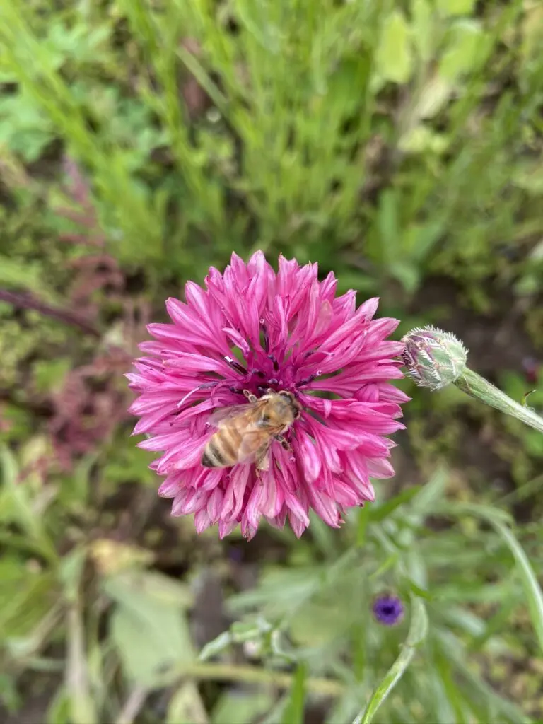 Honey bees and other pollinators collect pollen from plants, generally from within a two mile radius of their hive.