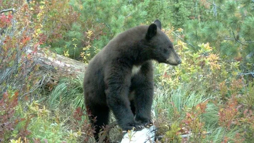 Blackbear - Idaho Fish and Game