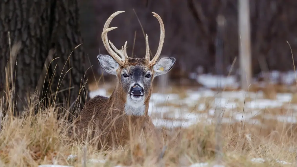 White Tailed Deer