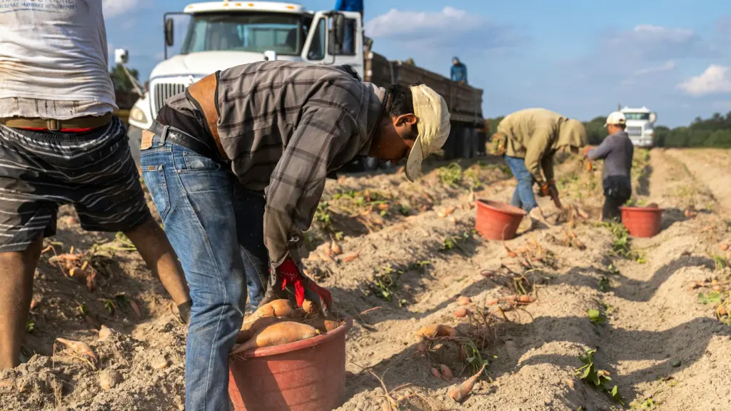 Immigrant Farm Workers