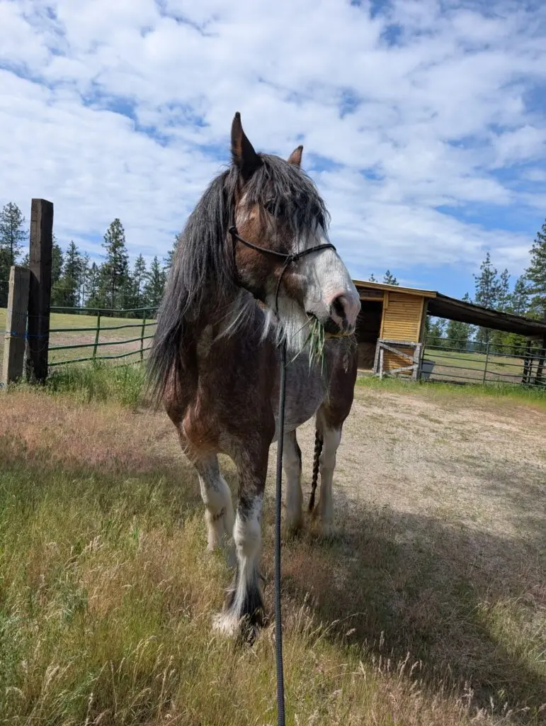 The mare Calliope
