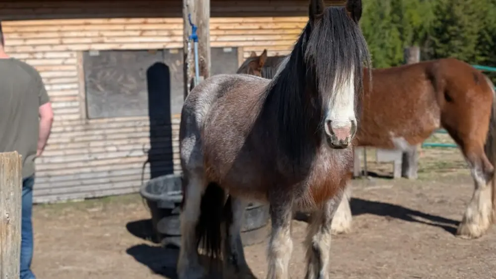 An 11-year-old gypsy-Clydesdale cross – also known as a North American destrier –mare named Calliope.