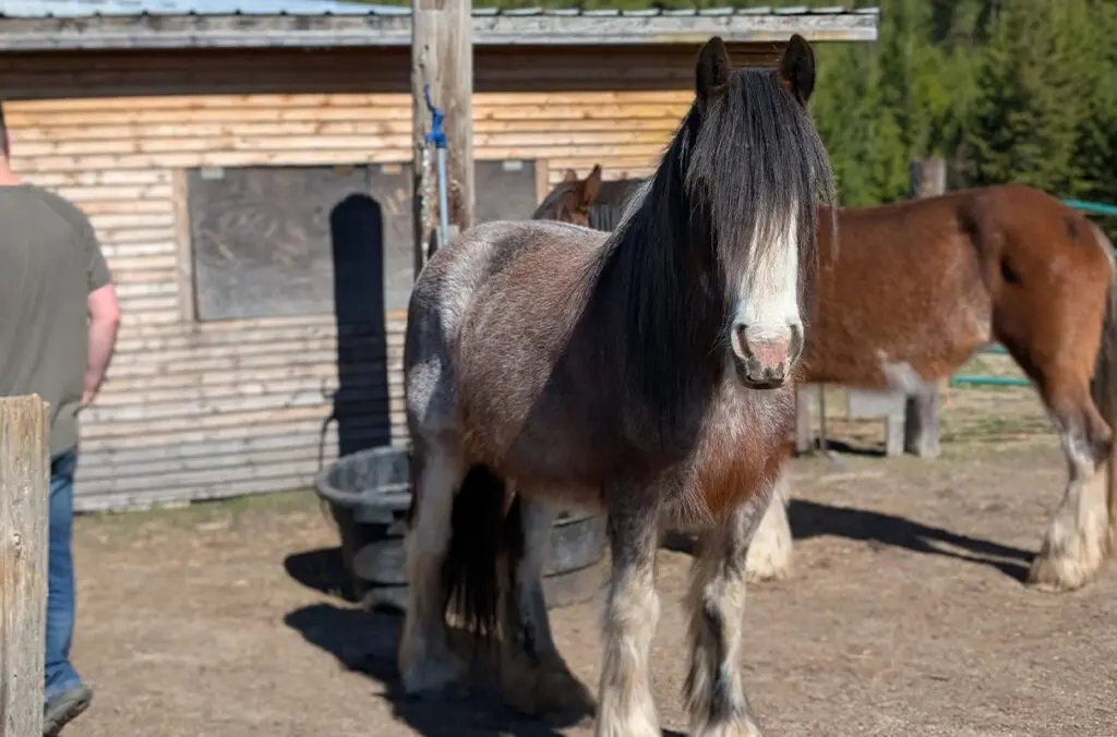 An 11-year-old gypsy-Clydesdale cross – also known as a North American destrier –mare named Calliope.