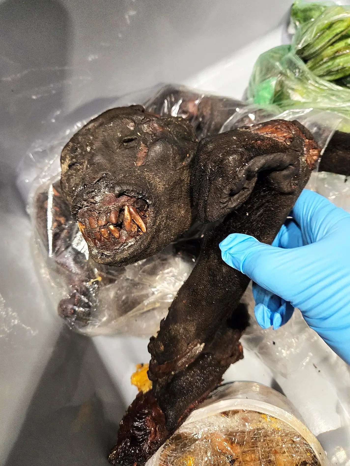 CBP PHOTO - U.S. Customs and Border Protection agriculture specialists encountered potentially disease ridden bushmeat twice within one week at Detroit Metropolitan Airport late last month.