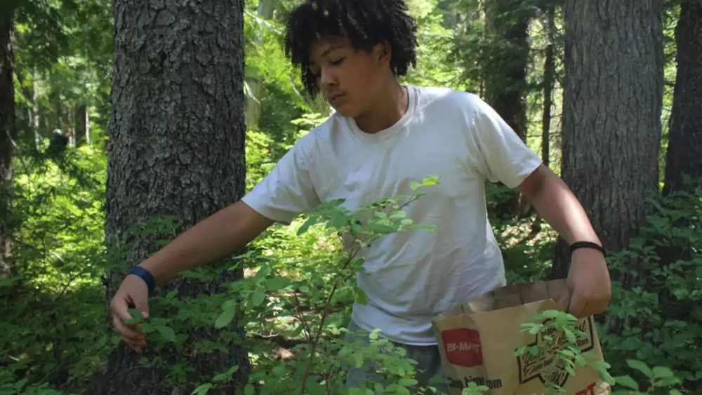 Lorenzo Oakes, an enrolled member of Saint Regis Mohawk and Confederated Tribes of Warm Springs descendant picks blueberries and huckleberries on a camping trip he took while visiting his uncle. (Photo by Lyric Aquino, Underscore Native News + Report for America)