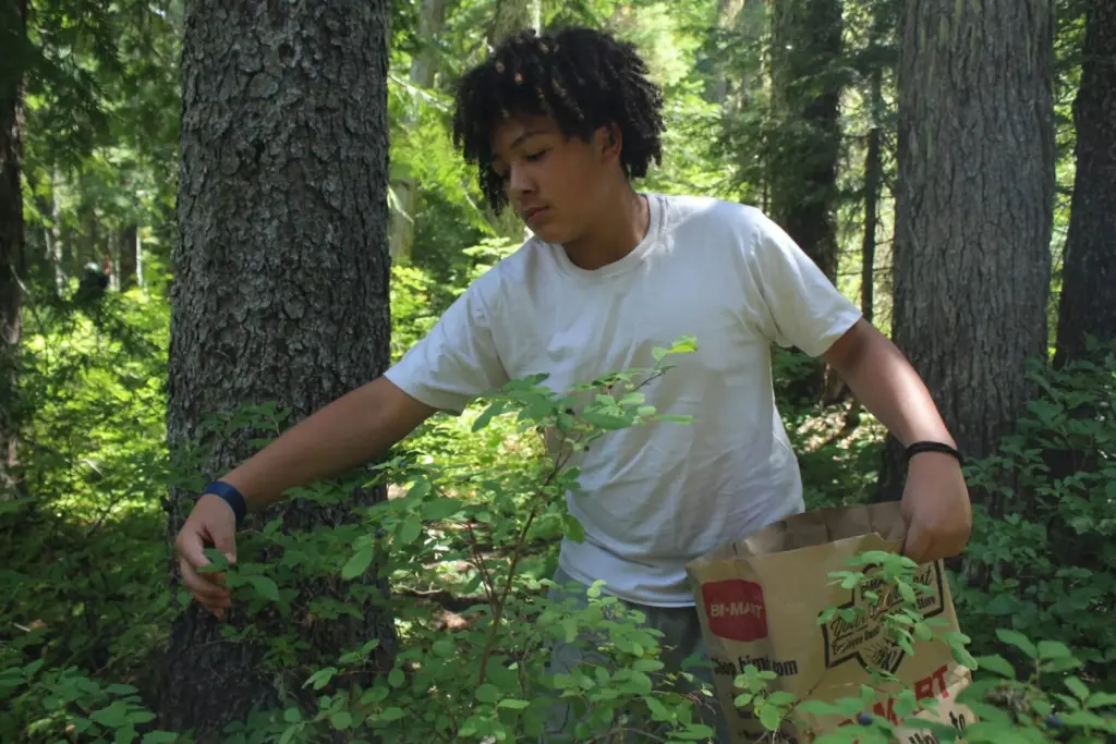 Lorenzo Oakes, an enrolled member of Saint Regis Mohawk and Confederated Tribes of Warm Springs descendant picks blueberries and huckleberries on a camping trip he took while visiting his uncle. (Photo by Lyric Aquino, Underscore Native News + Report for America)