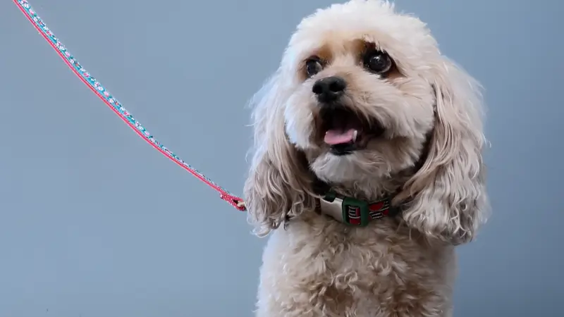 On National Dog Day, WSU’s Veterinary Teaching Hospital is highlighting the more than 12,000 dogs it cares for each year. - WSU News & Media Relations