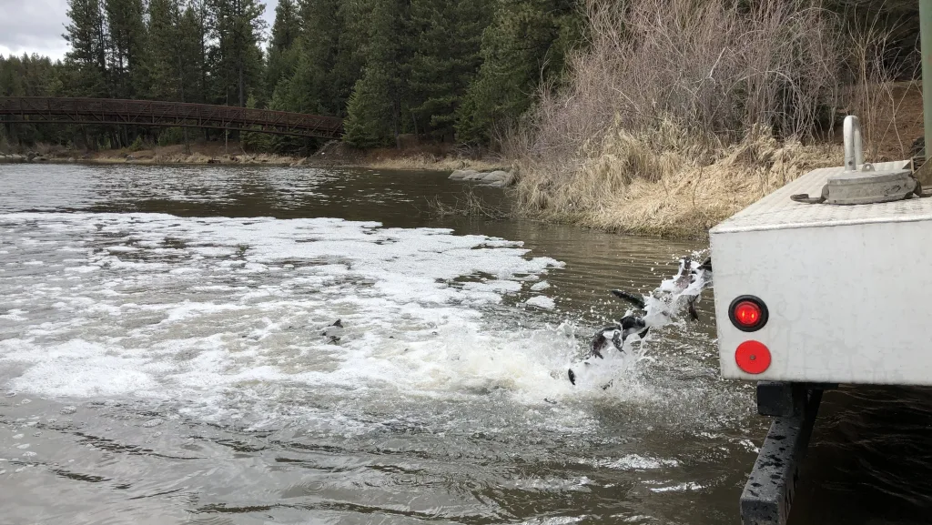 September 2025 Trout Stocking in Clearwater Region