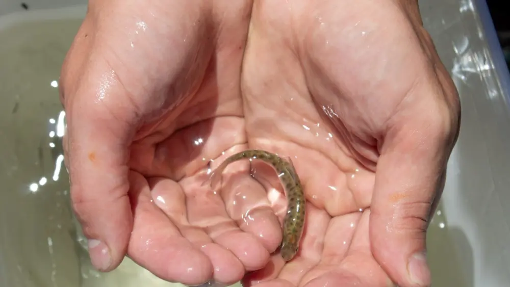 A researcher holds a hatchery juvenile spring Chinook salmon in Oregon. (Photo by Mia Maldonado / Oregon Capital Chronicle)