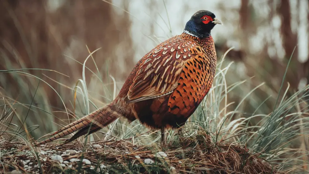 Photo by Sies Kranen on Unsplash
