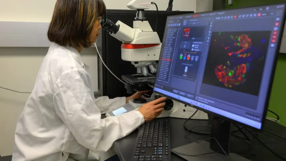 Kanako Hayashi, a professor in the WSU College of Veterinary Medicine’s Center for Reproductive Biology, led a new study that shows prenatal cannabis use may disrupt and slow the reproductive development of offspring (photo by Ted S. Warren, College of Veterinary Medicine)