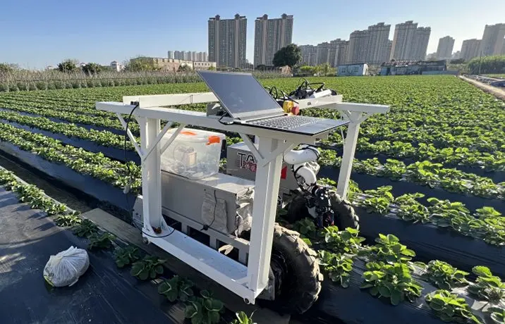 A robotic harvester designed at WSU combines an AI visioning system and a fan to pick strawberries hidden under leaves (photo by Zixuan He)