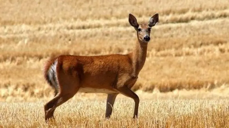 White-Tailed Deer - Larry West via WDFW