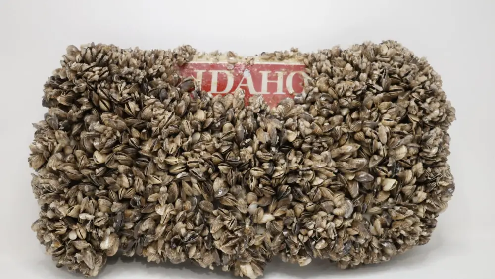 Quagga mussels cover an Idaho license plate. (Courtesy of the Idaho State Department of Agriculture)