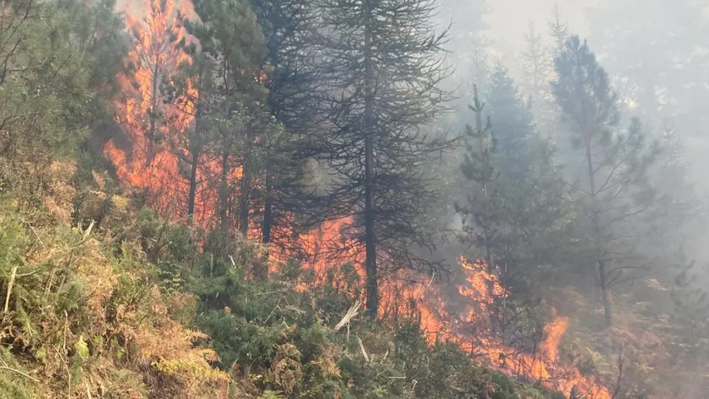White Pine Fire