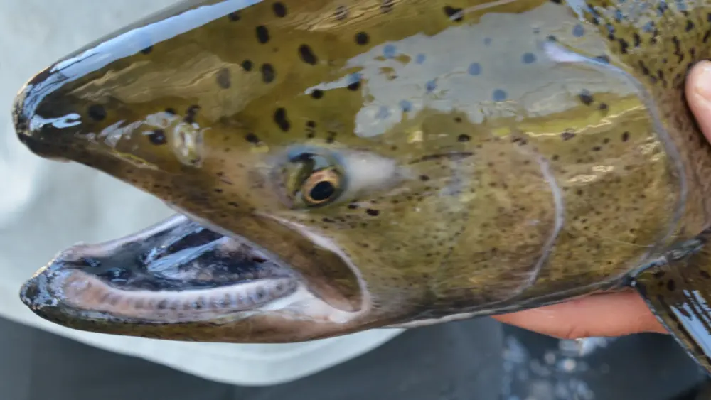 Chinook Salmon