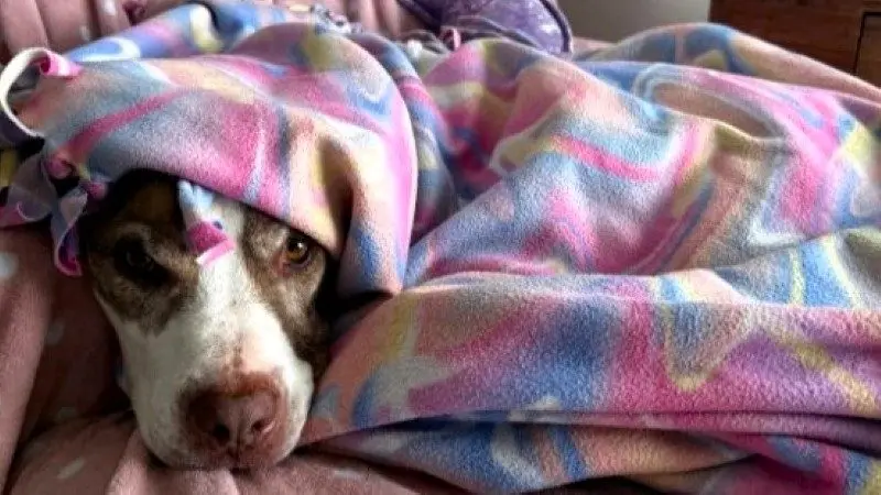 A foster pup from the Yellowstone Valley Animal Shelter. (Provided by the shelter and Facebook)