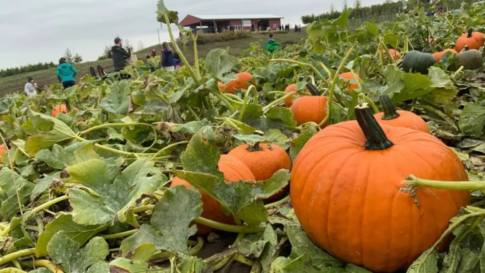 Pumpkins will be on sale at the WSU Eggert Family Organic Farm's annual u-pick pumpkin sale from 10 a.m. to 4 p.m. on Sept. 27 and Oct. 4.