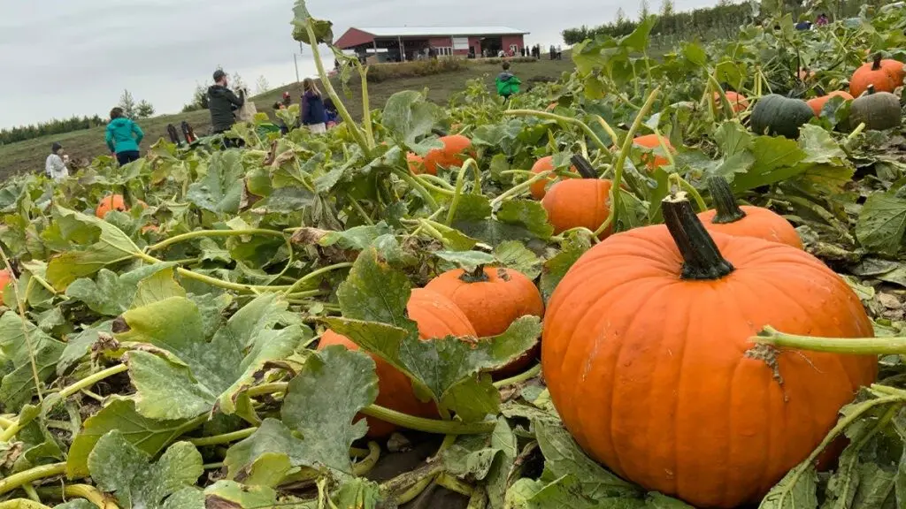 Pumpkins will be on sale at the WSU Eggert Family Organic Farm's annual u-pick pumpkin sale from 10 a.m. to 4 p.m. on Sept. 27 and Oct. 4.