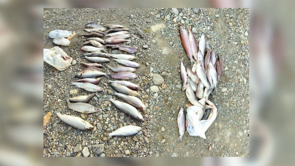 Idaho Fish and Game seeks information on illegal kokanee dumping in Hayden