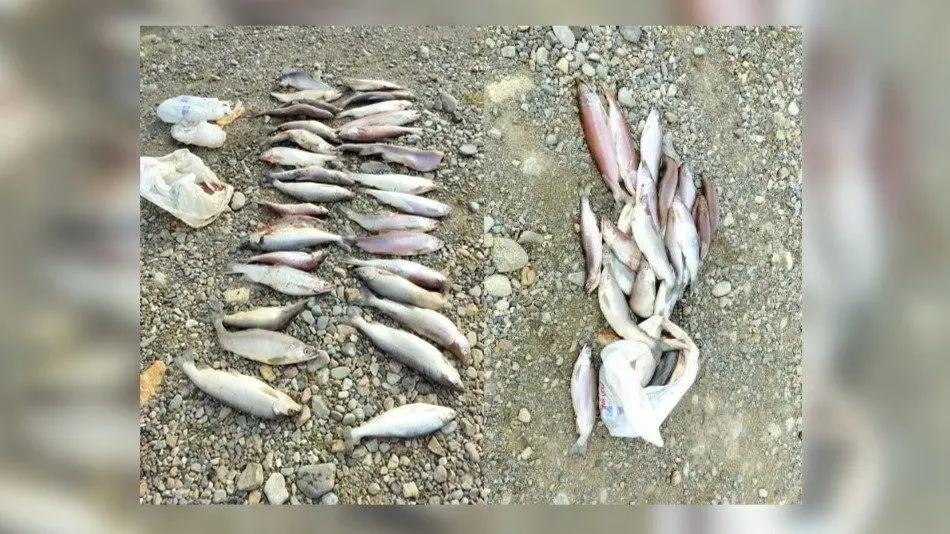 Idaho Fish and Game seeks information on illegal kokanee dumping in Hayden