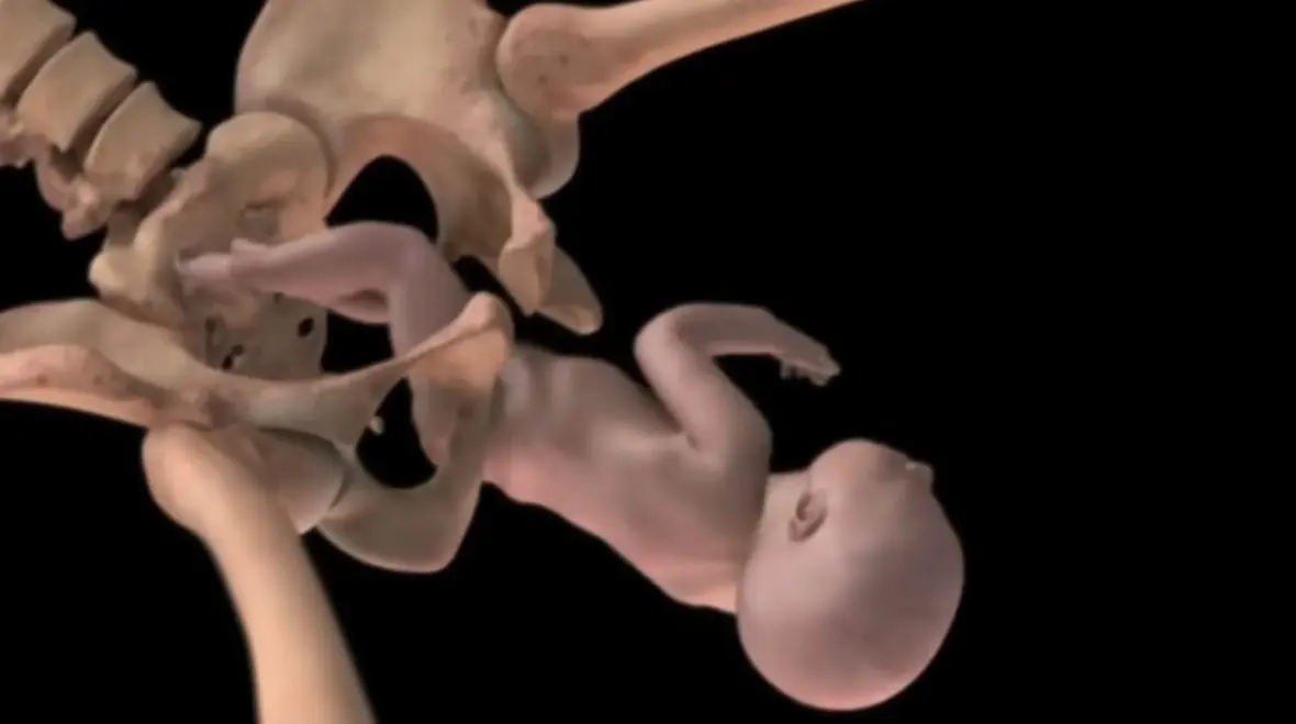 A still image from the Conception to birth -- visualized video. (TedTalk)