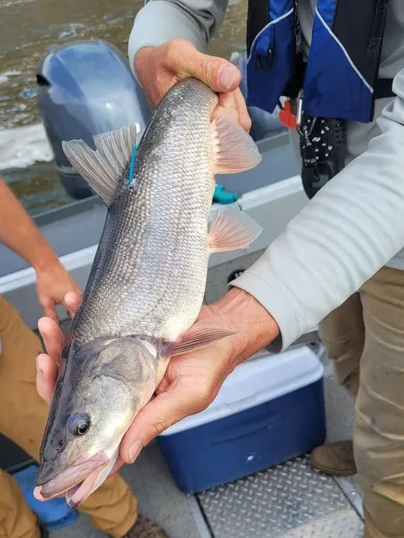Photo Credit: Washington Department of Fish and Wildlife (WDFW)