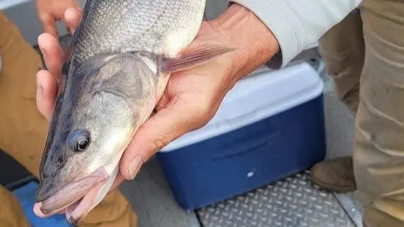 Photo Credit: Washington Department of Fish and Wildlife (WDFW)