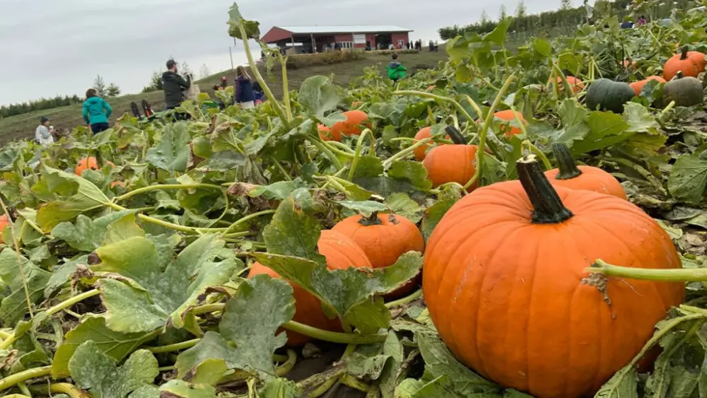 Pumpkins will be on sale at the WSU Eggert Family Organic Farm's annual u-pick pumpkin sale from 10 a.m. to 4 p.m. on Sept. 27 and Oct. 4.
