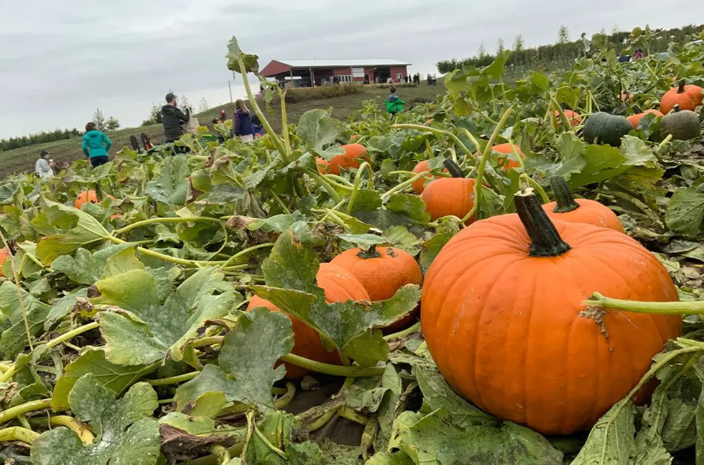 Pumpkins will be on sale at the WSU Eggert Family Organic Farm's annual u-pick pumpkin sale from 10 a.m. to 4 p.m. on Sept. 27 and Oct. 4.