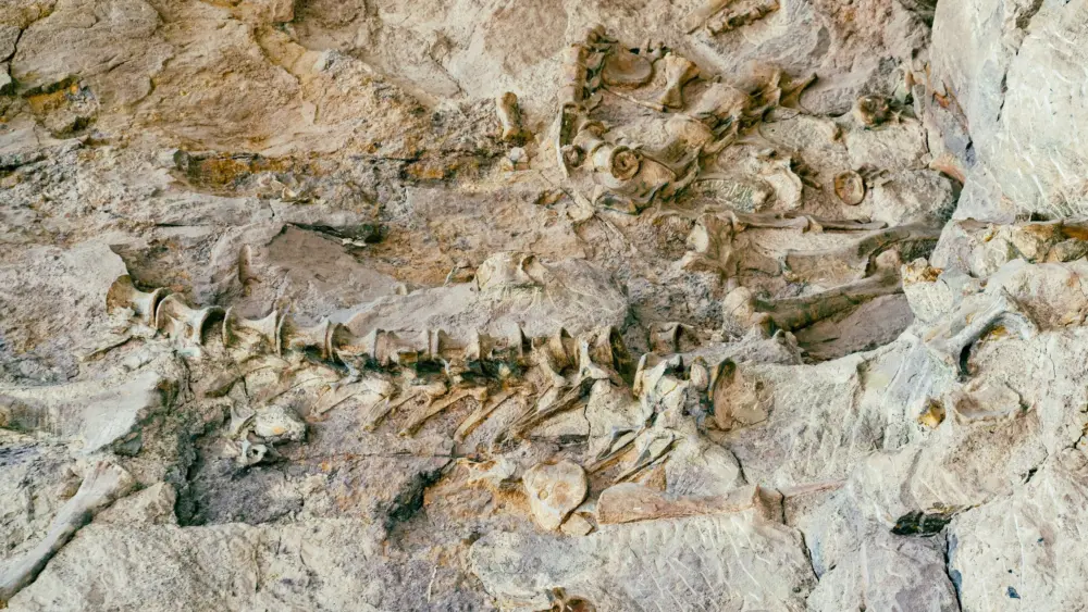 Photo by Steve Wrzeszczynski on Unsplash Dinosaur fossils