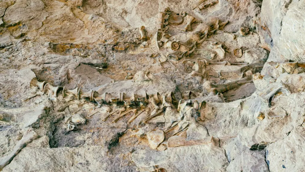 Photo by Steve Wrzeszczynski on Unsplash Dinosaur fossils