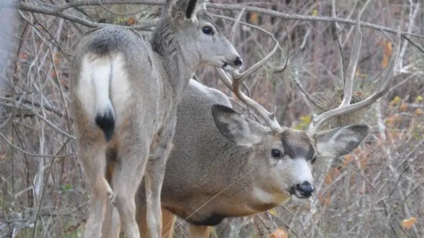 Mule Deer Brian Lawless via Idaho Fish and Game