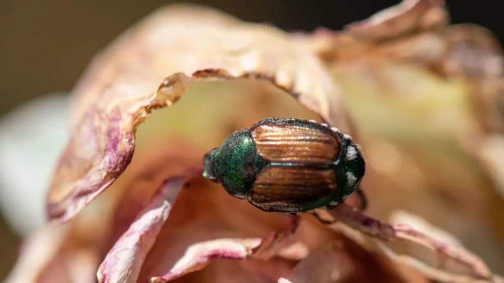 A Japanese beetle in the Grandview area in 2021. (Washington State Department of Agriculture)