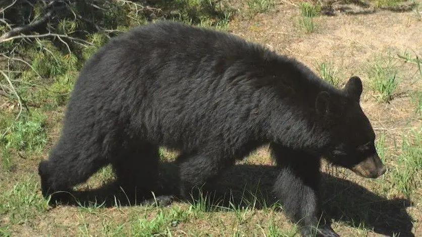 Black Bear