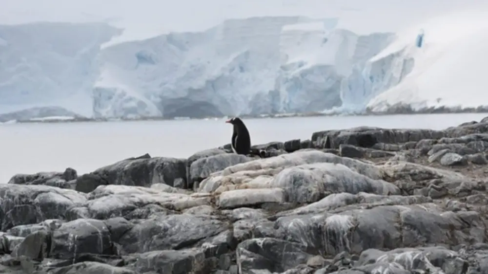 A penguin can be seen standing on the shore of Antarctica during WSU's 2025 study abroad excursion to the continent (photo courtesy of WSU International Programs).