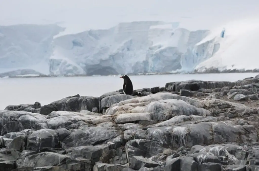 A penguin can be seen standing on the shore of Antarctica during WSU's 2025 study abroad excursion to the continent (photo courtesy of WSU International Programs).