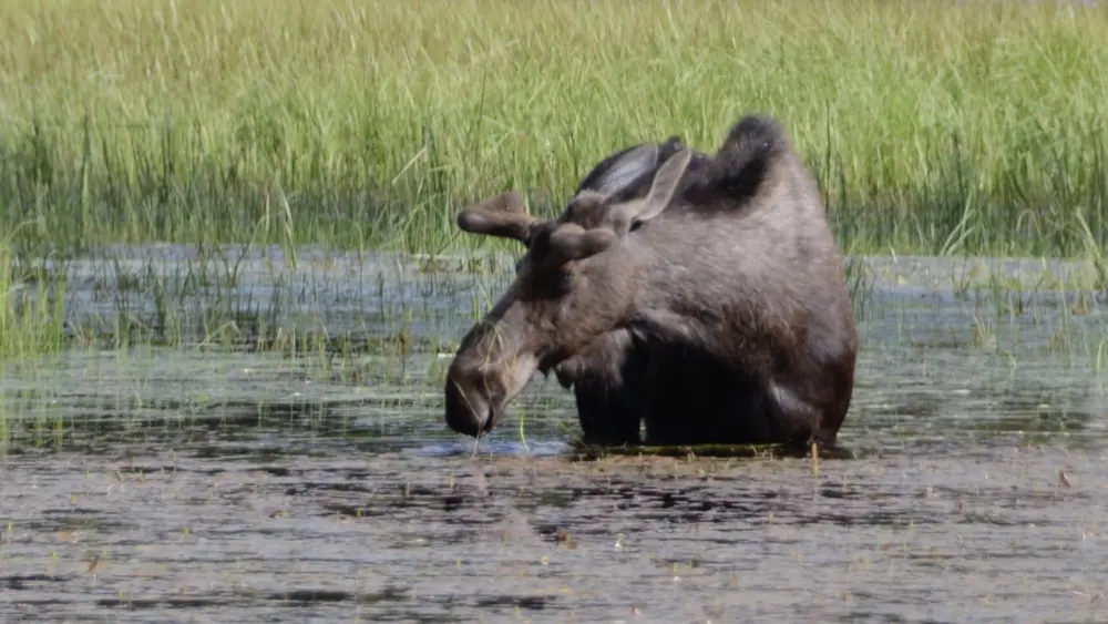 Moose