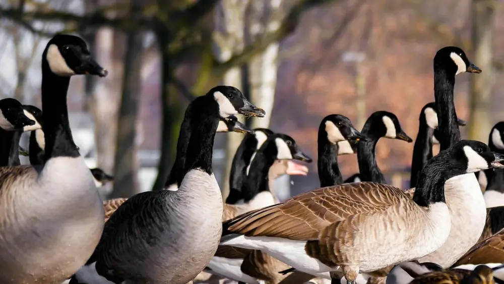 Geese