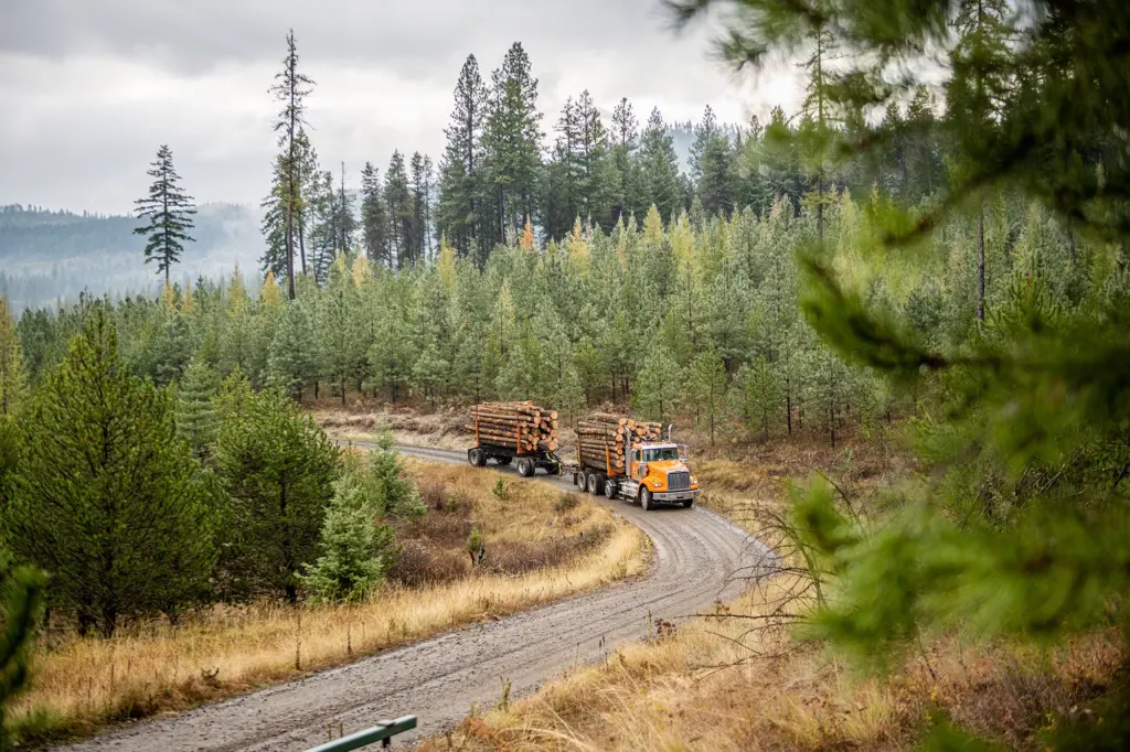 A logging truck hauls wood from U of I’s Experimental Forest