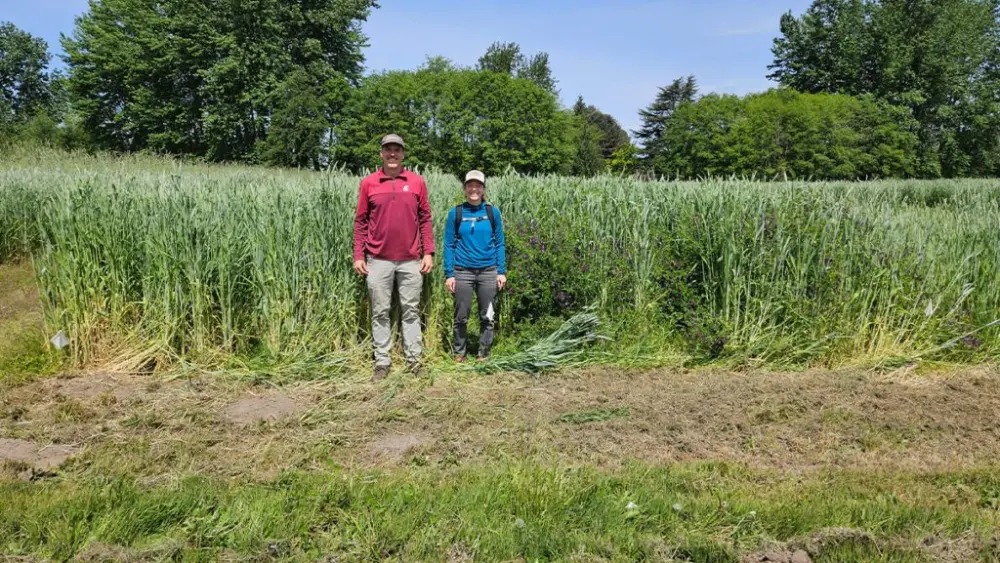 Doug Collins and Teal Potter, co-authors on the new paper, stand in a field of triticale. The cover crop was grown to study its viability as a biofuel source (photo courtesy of Chad Kruger/WSU).