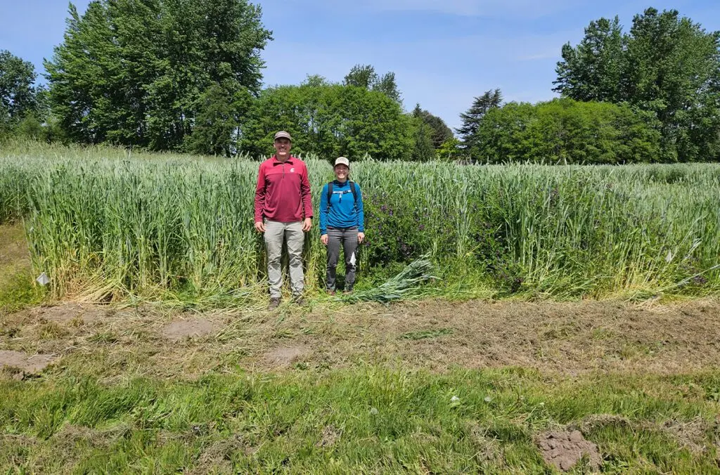 Doug Collins and Teal Potter, co-authors on the new paper, stand in a field of triticale. The cover crop was grown to study its viability as a biofuel source (photo courtesy of Chad Kruger/WSU).