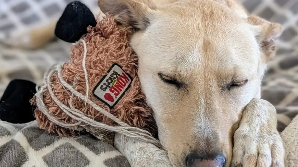 Teddy, a 2-year-old shepherd mix (photo courtesy of Allison Waters).